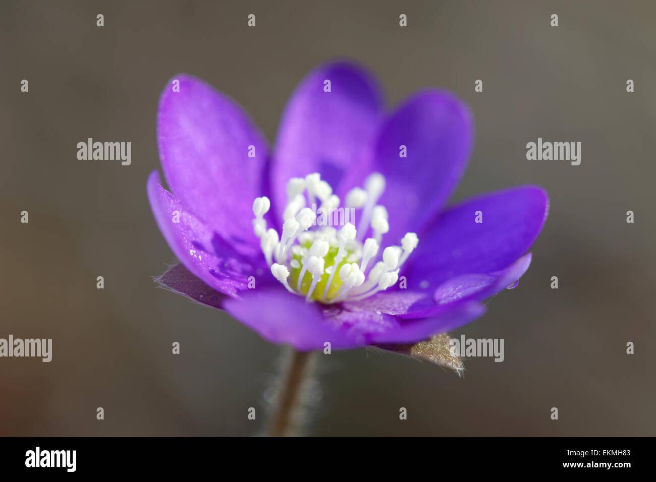 Einzelne blaue Anemone Closeup im Morgenlicht mit Regentropfen Stockfoto