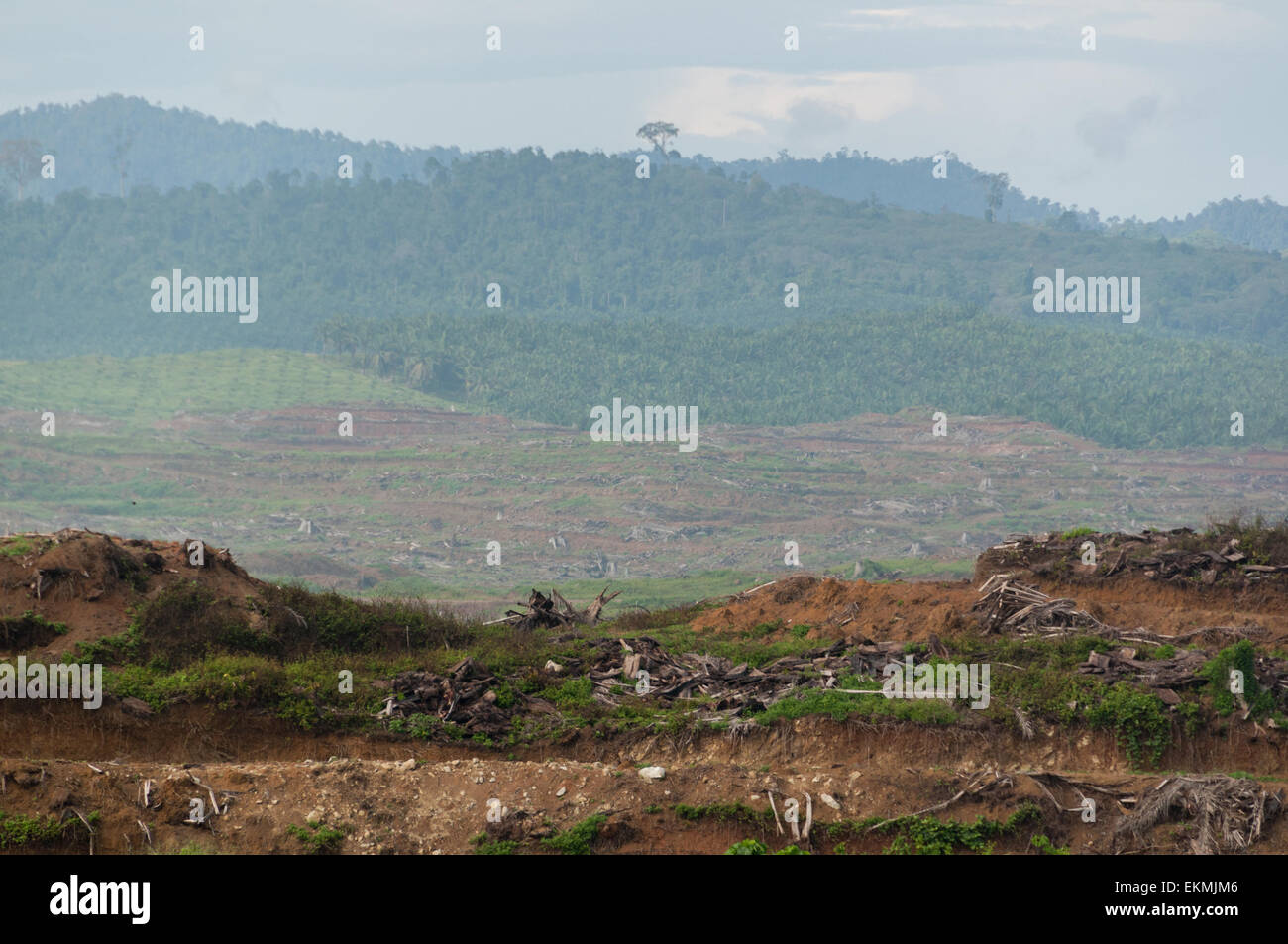 Regenwald-Abholzung verursacht durch neue Palmöl-Plantagen in Borneo, Malaysia Stockfoto