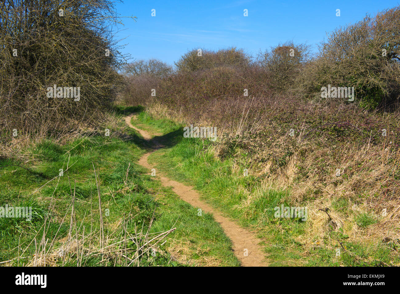 Fußweg zum Strand durch lokale Naturschutzgebiet Berrow Dünen, Somerset Stockfoto