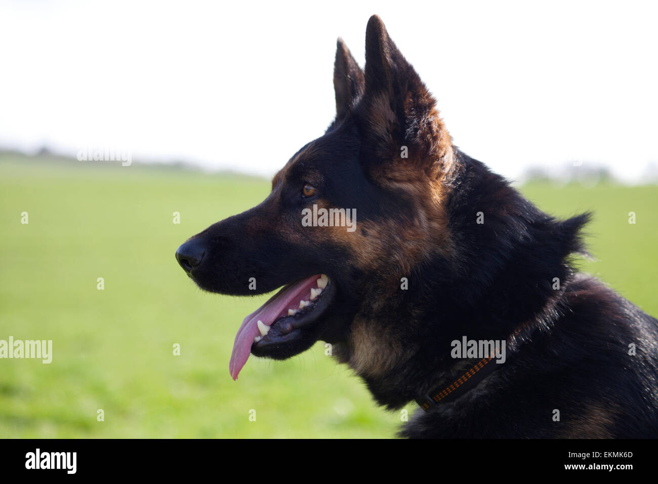 Deutscher Schäferhund Portrait Stockfoto