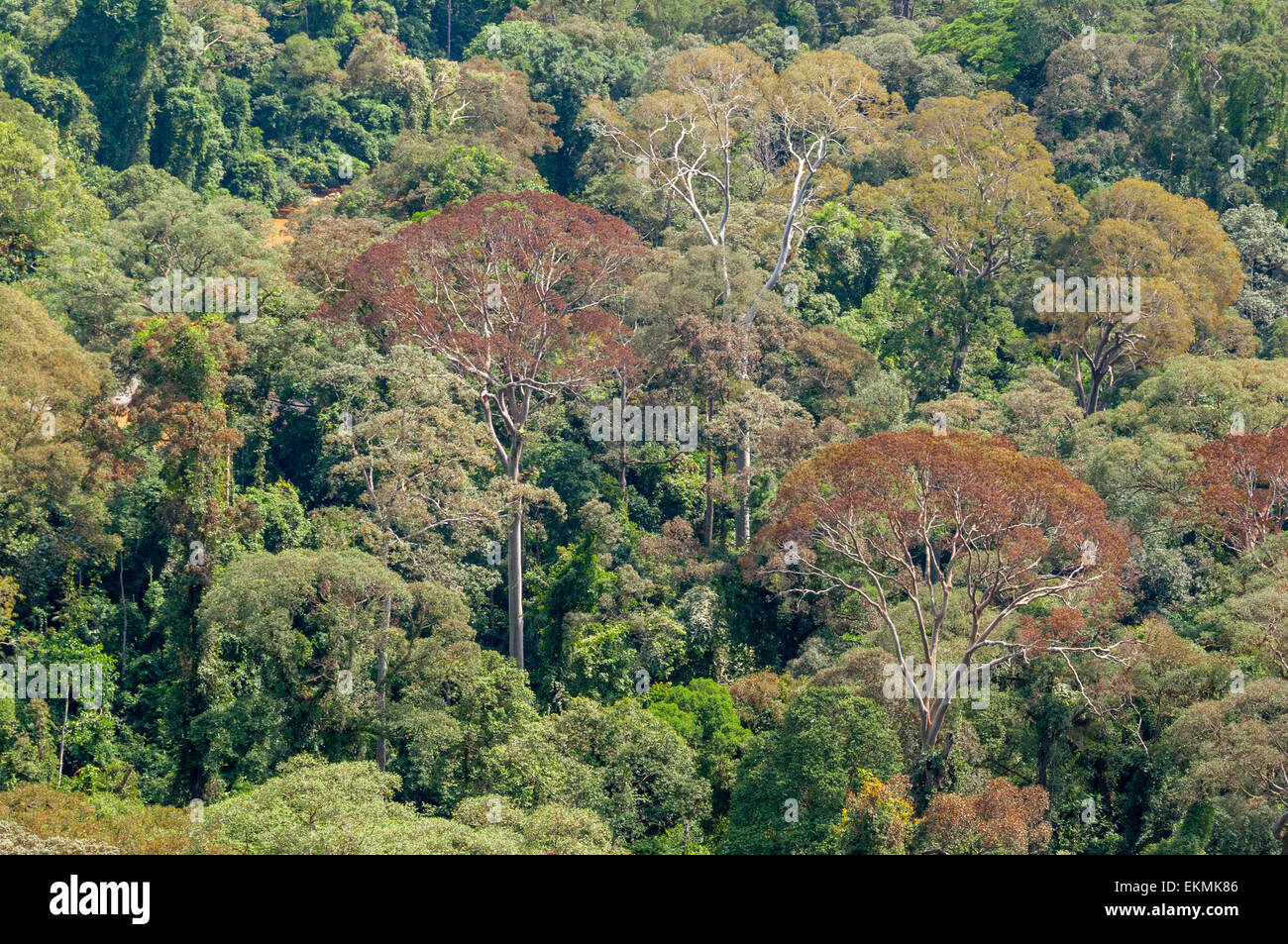 Blick auf Borneo Rainforest Bäume, Malaysia Stockfoto