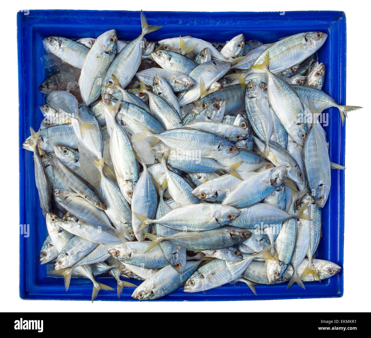 Fischen Sie im blauen Kasten isoliert auf weißem Hintergrund Stockfoto