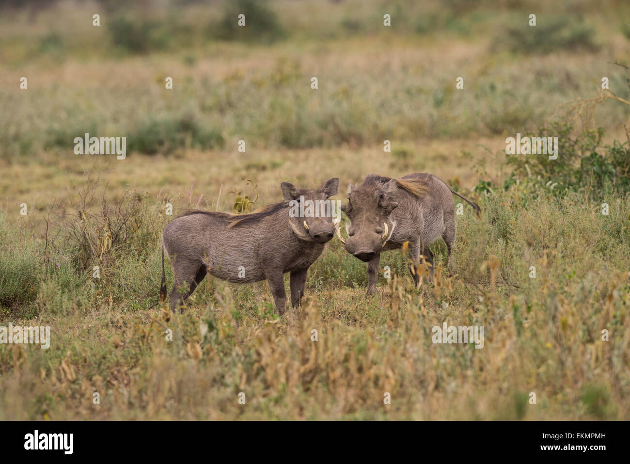 Warzenschwein Zuchtpaar Stockfoto