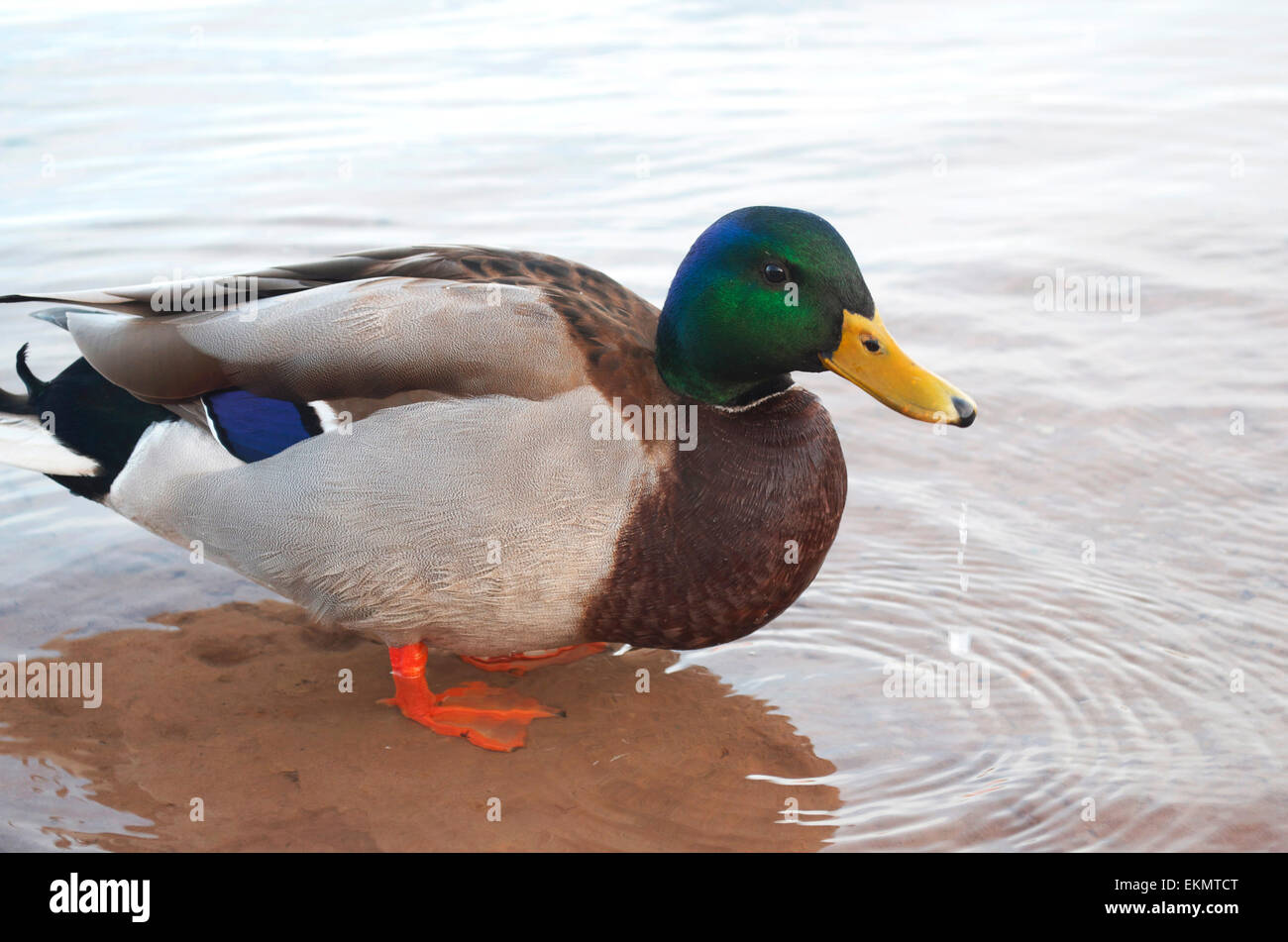 Stockente im Wasser stehen. Stockfoto