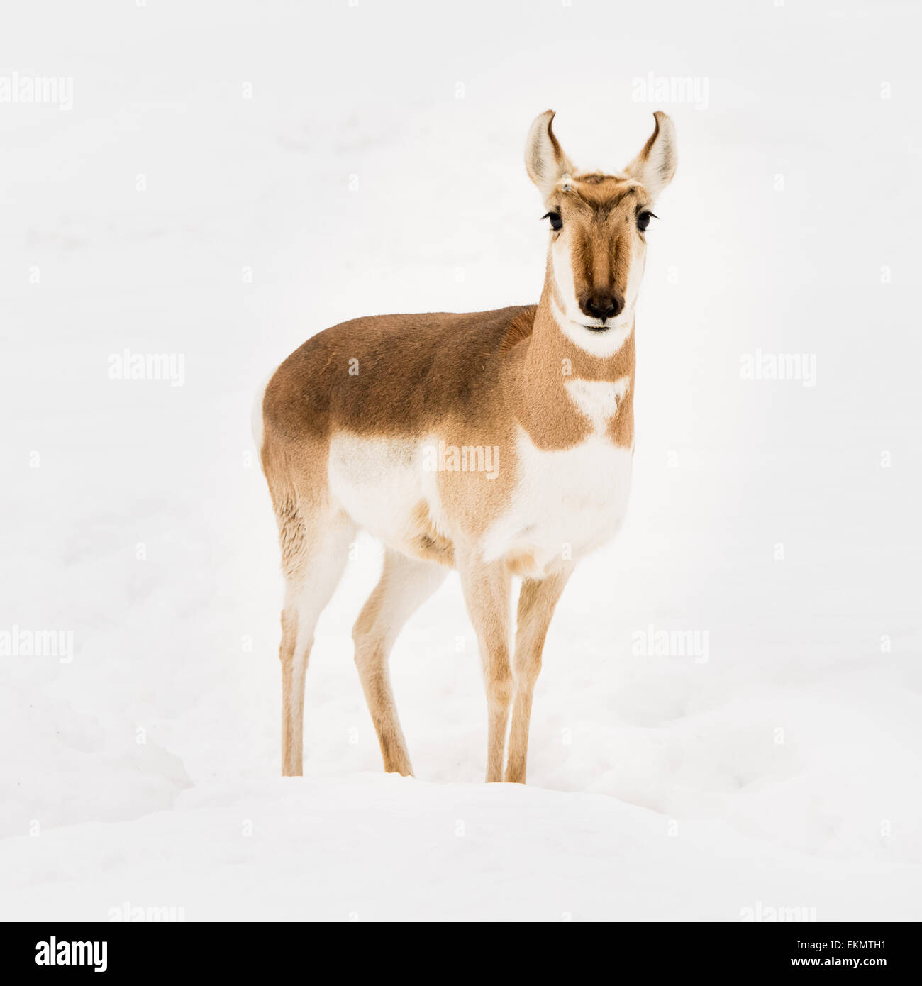 Frontale Portrait der Gabelbock im Schnee Stockfoto