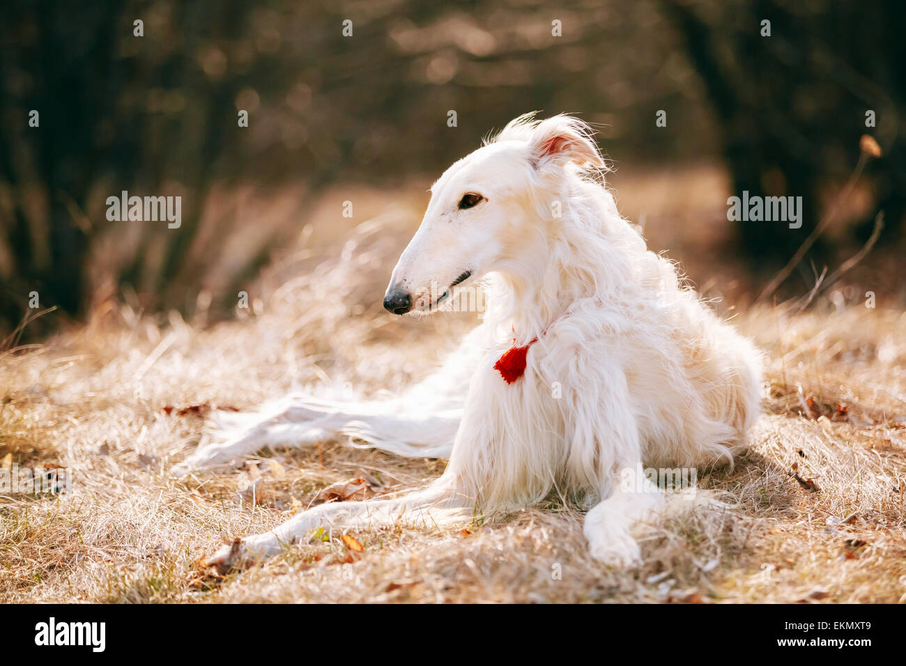 Wei e Russische Wolfhound Hund Barsoi Russische Jagd Windhund wei-e-russische-wolfhound-hund-barsoi-russische-jagd-windhund