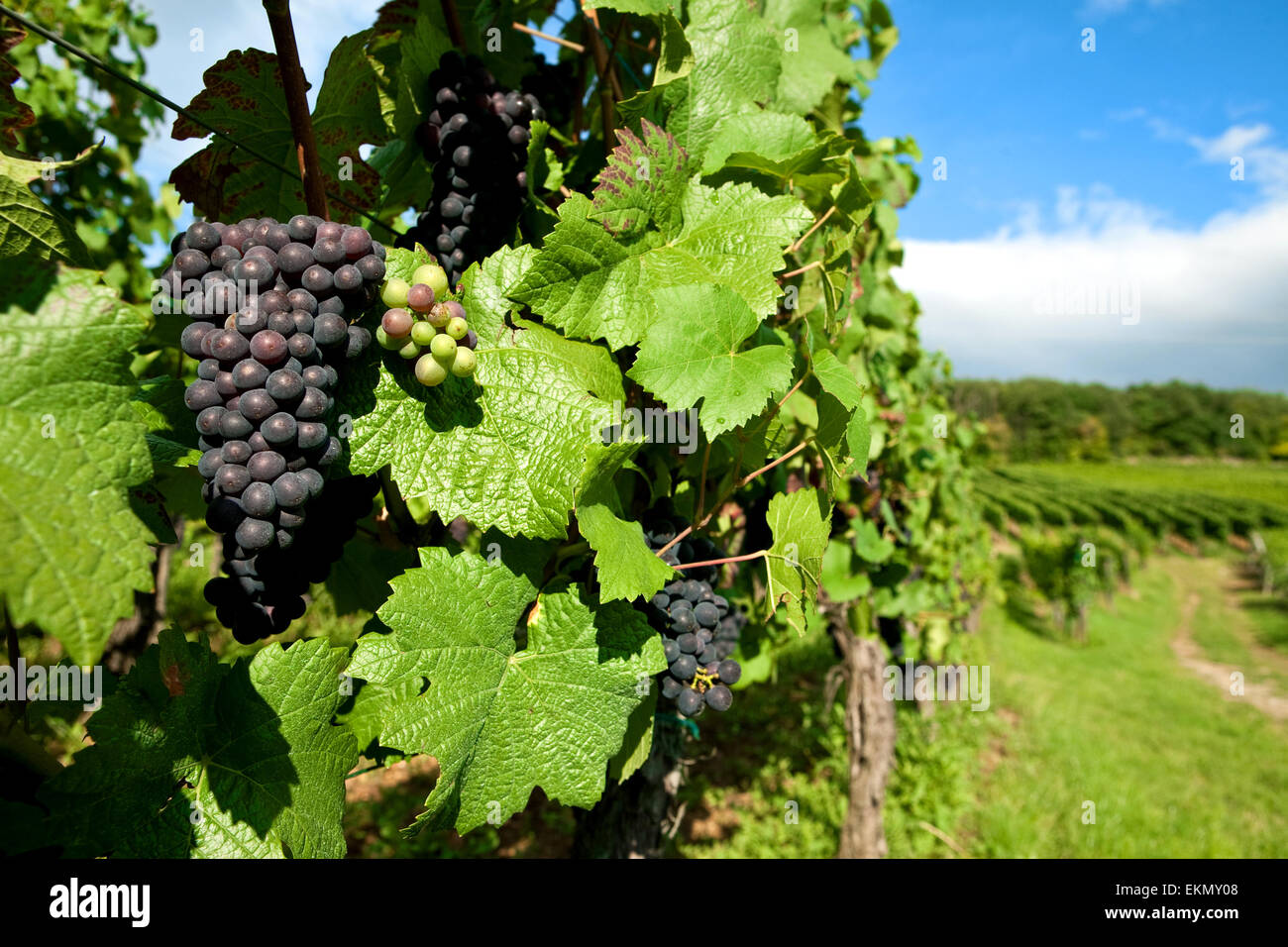 Trauben von schwarzen Trauben für die Weinherstellung in der Region Elsass, Frankreich. Stockfoto