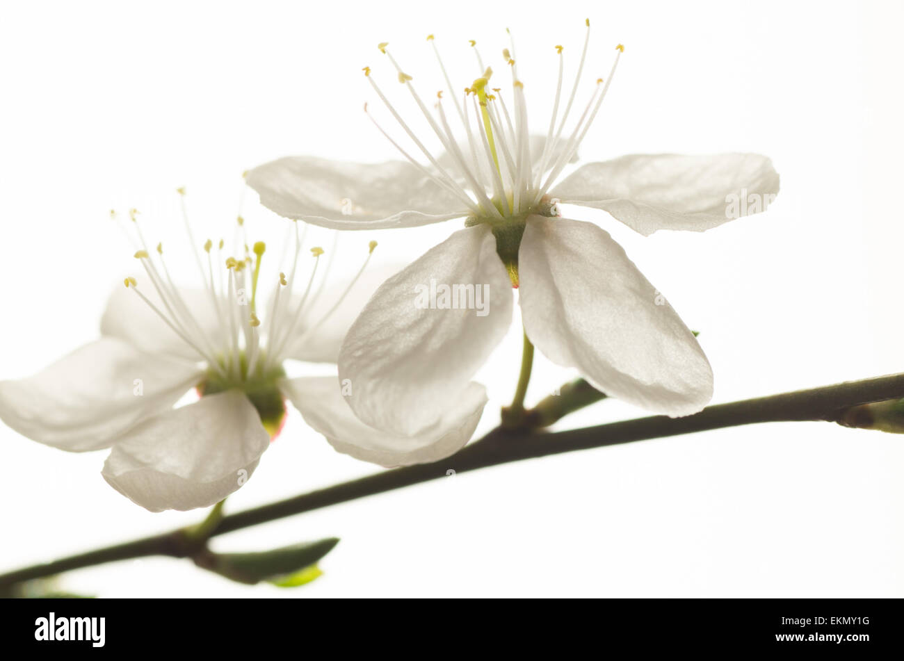 Makroaufnahme einer Pflaume-Baum Blüte Stockfoto
