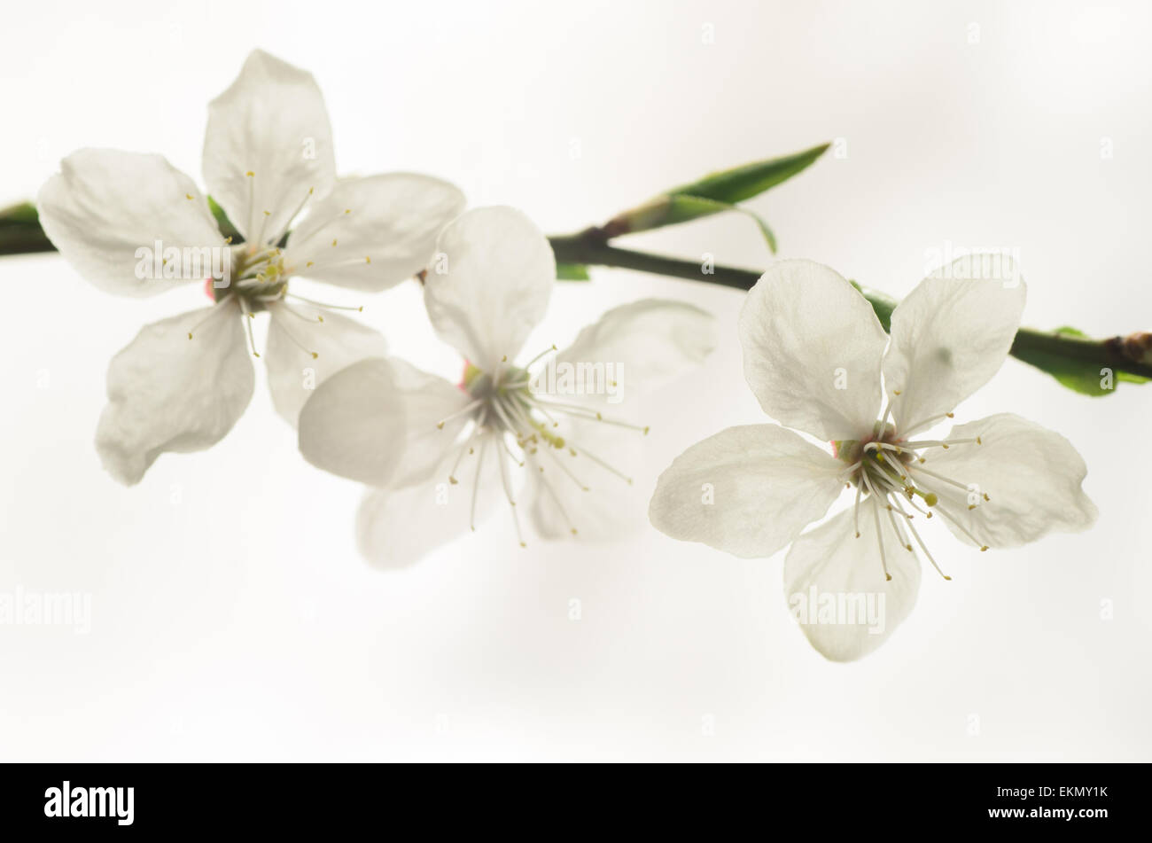 Makroaufnahme einer Pflaume-Baum Blüte Stockfoto