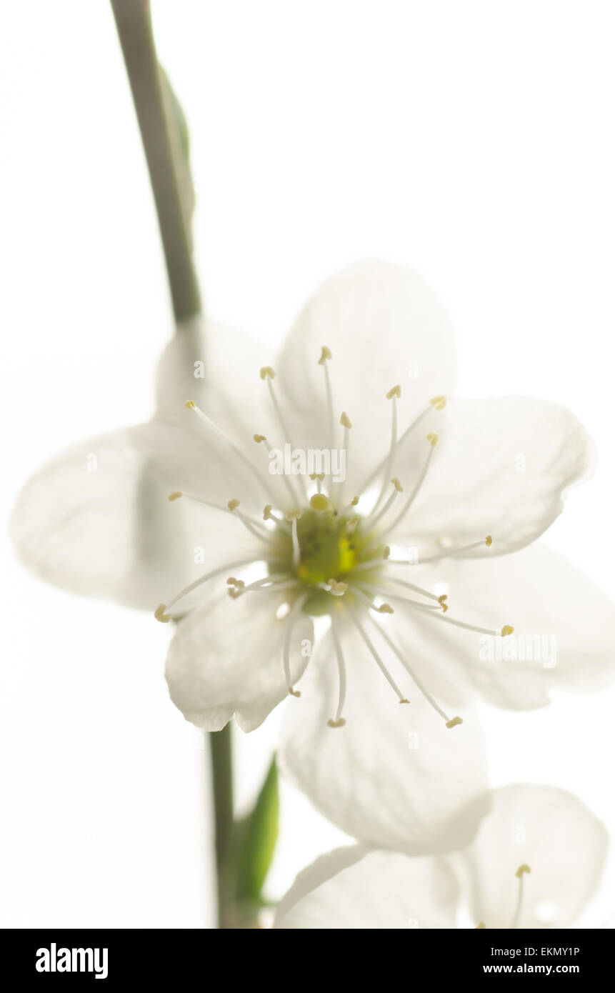 Makroaufnahme einer Pflaume-Baum Blüte Stockfoto