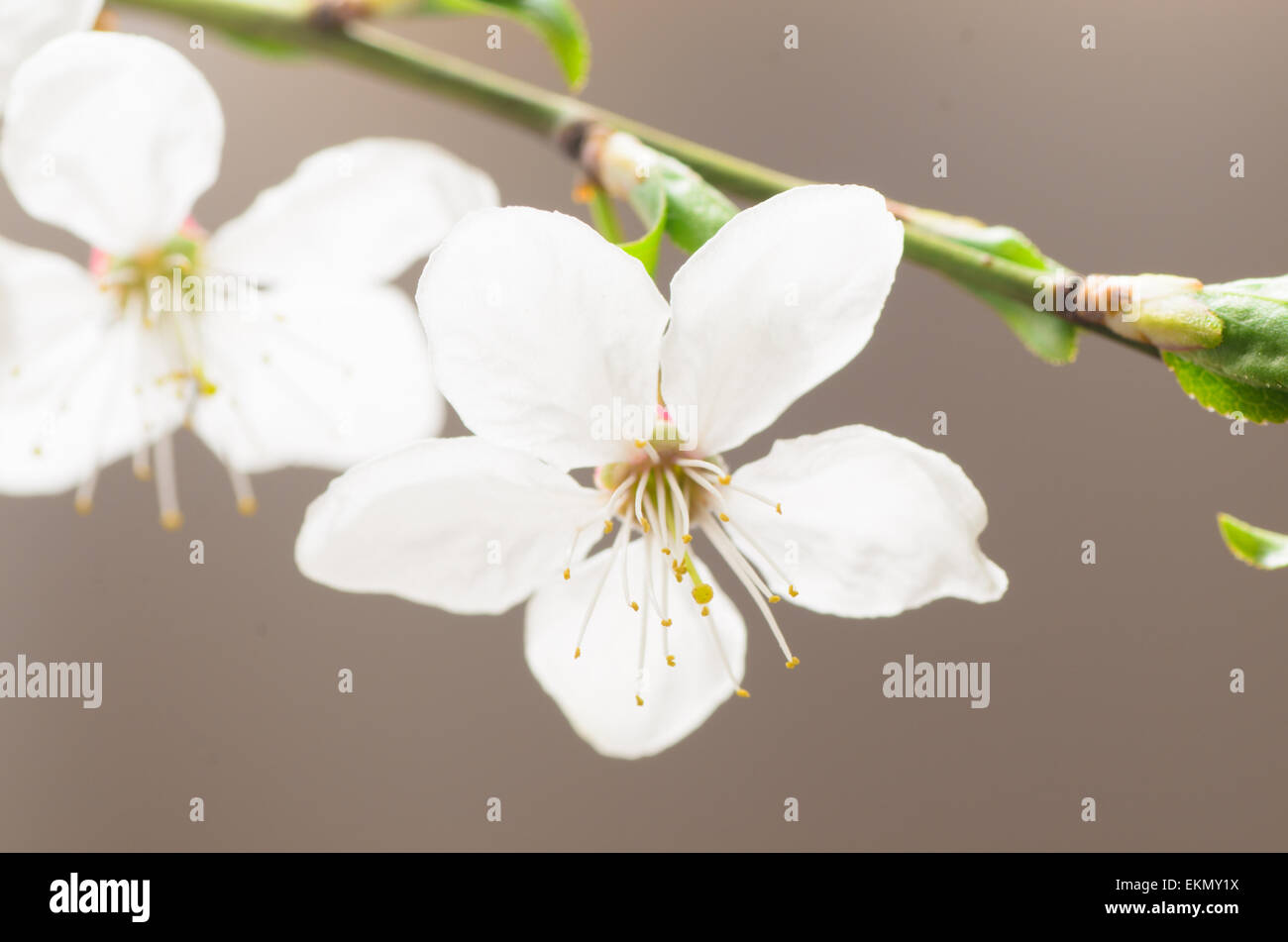Makroaufnahme einer Pflaume-Baum Blüte Stockfoto