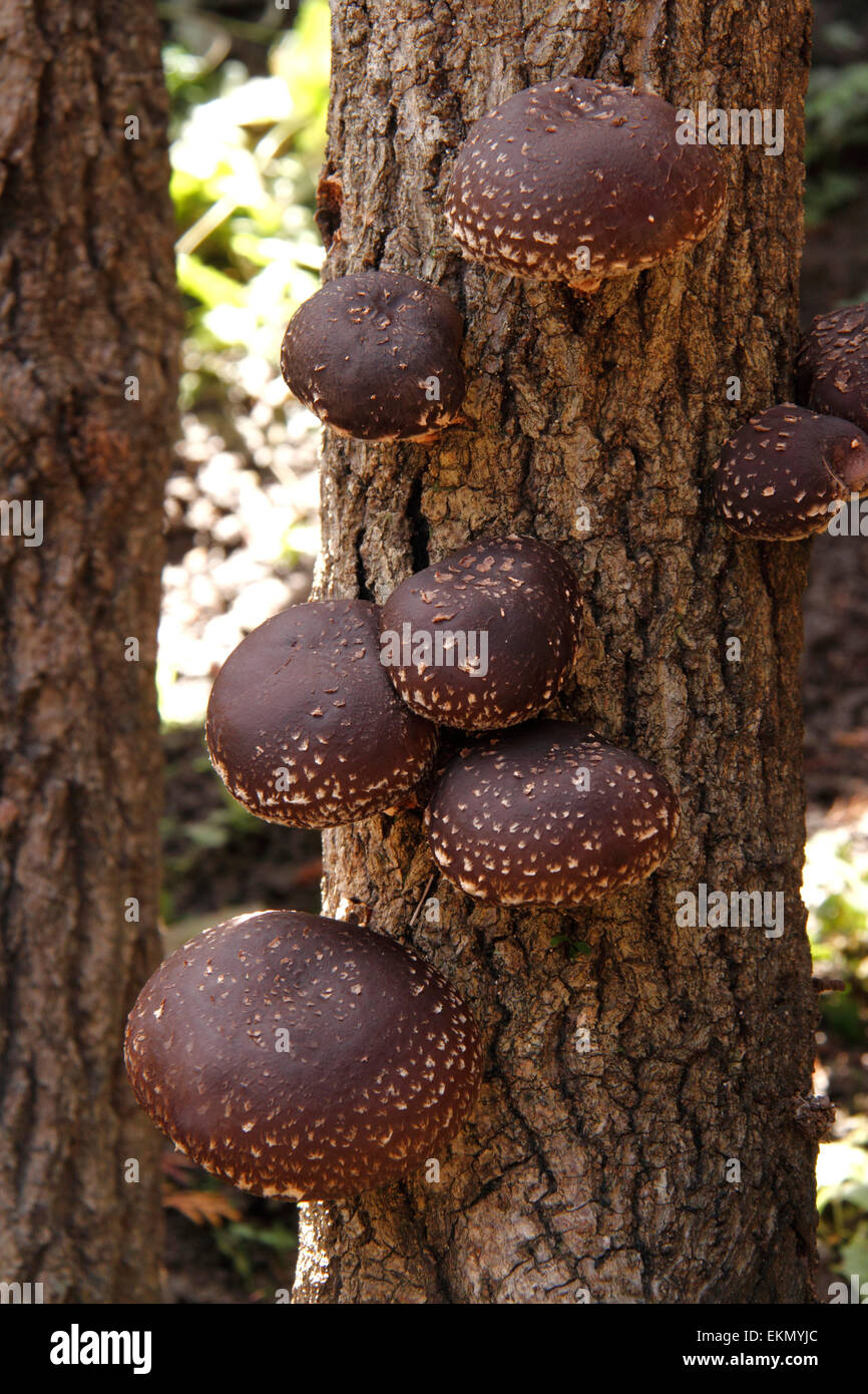 Shiitake cultivation wood Fotos und Bildmaterial in hoher Auflösung