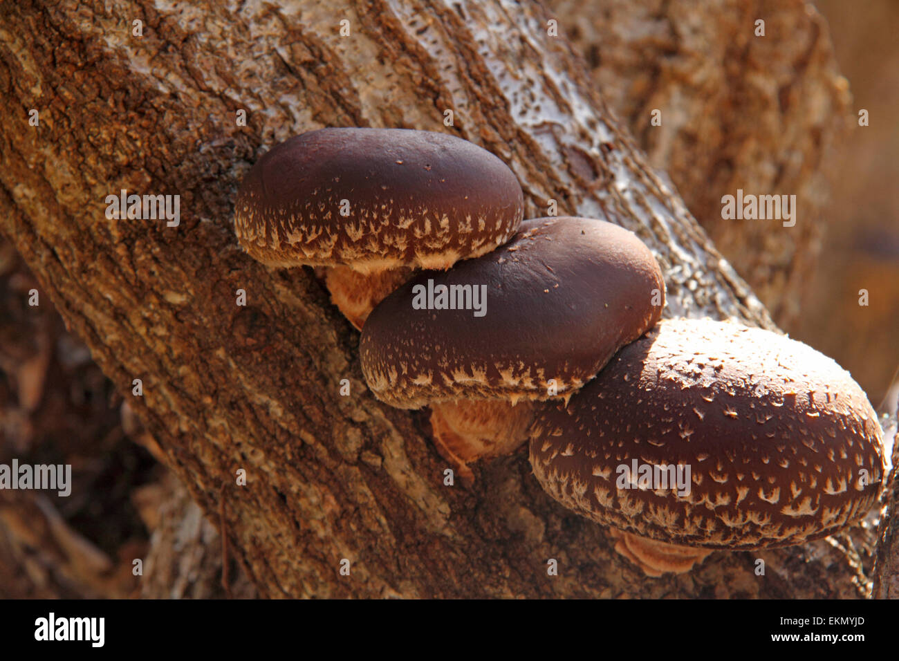 Shiitake cultivation wood Fotos und Bildmaterial in hoher Auflösung
