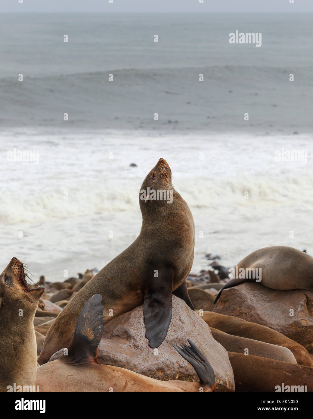 Brown-Seebär (Arctocephalus Pusillus) heben den Kopf hoch, sitzt auf großer Felsen, Cape Cross, Namibia Stockfoto