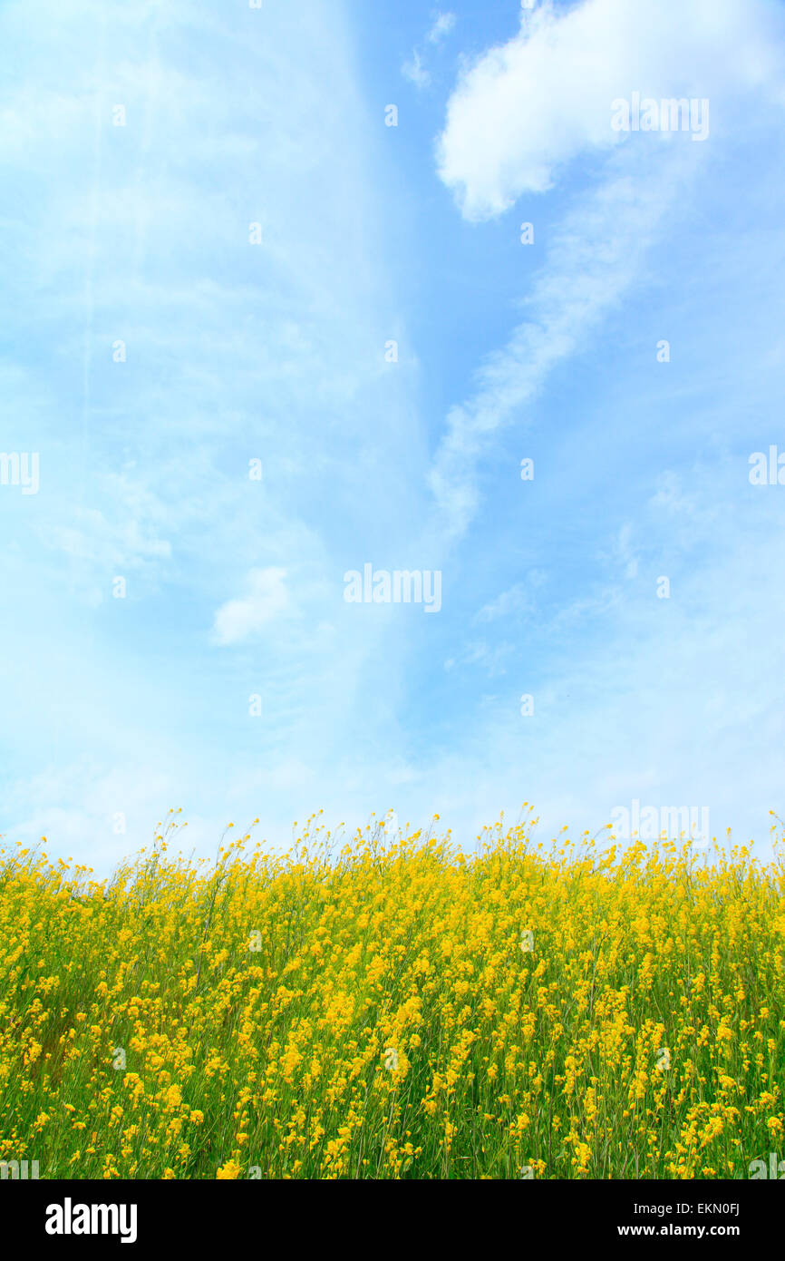 Senfgrüns Stockfoto