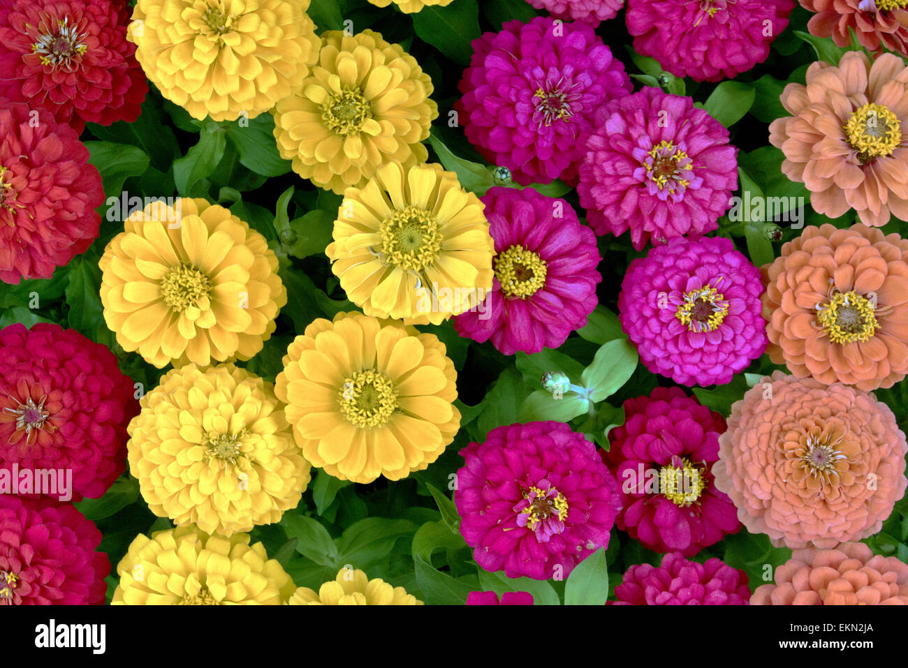 Blumengarten Stockfoto