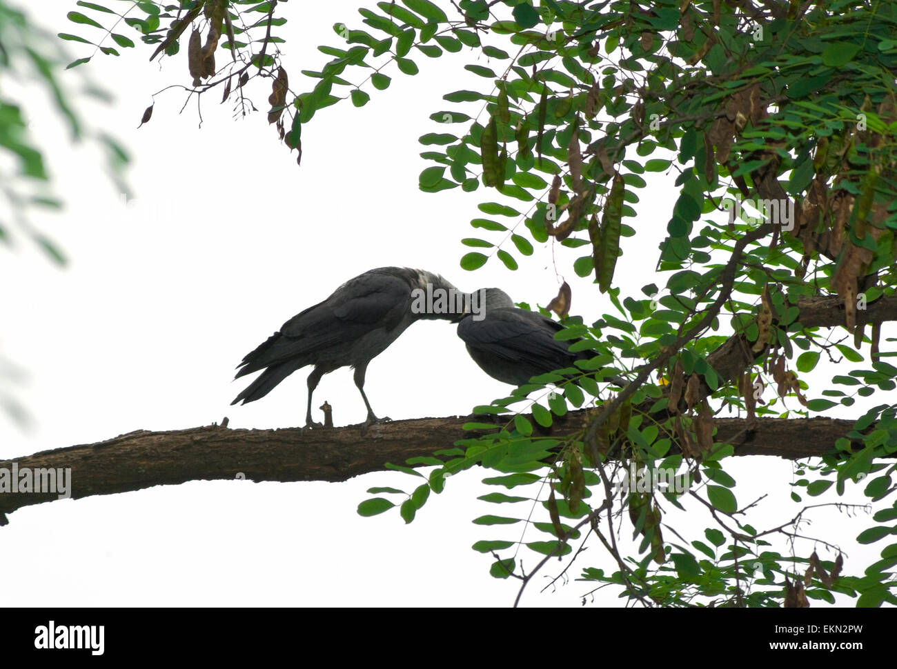 Dohle (Corvus Monedula) Fütterung Küken auf Acacia tree(Acacia). Stockfoto