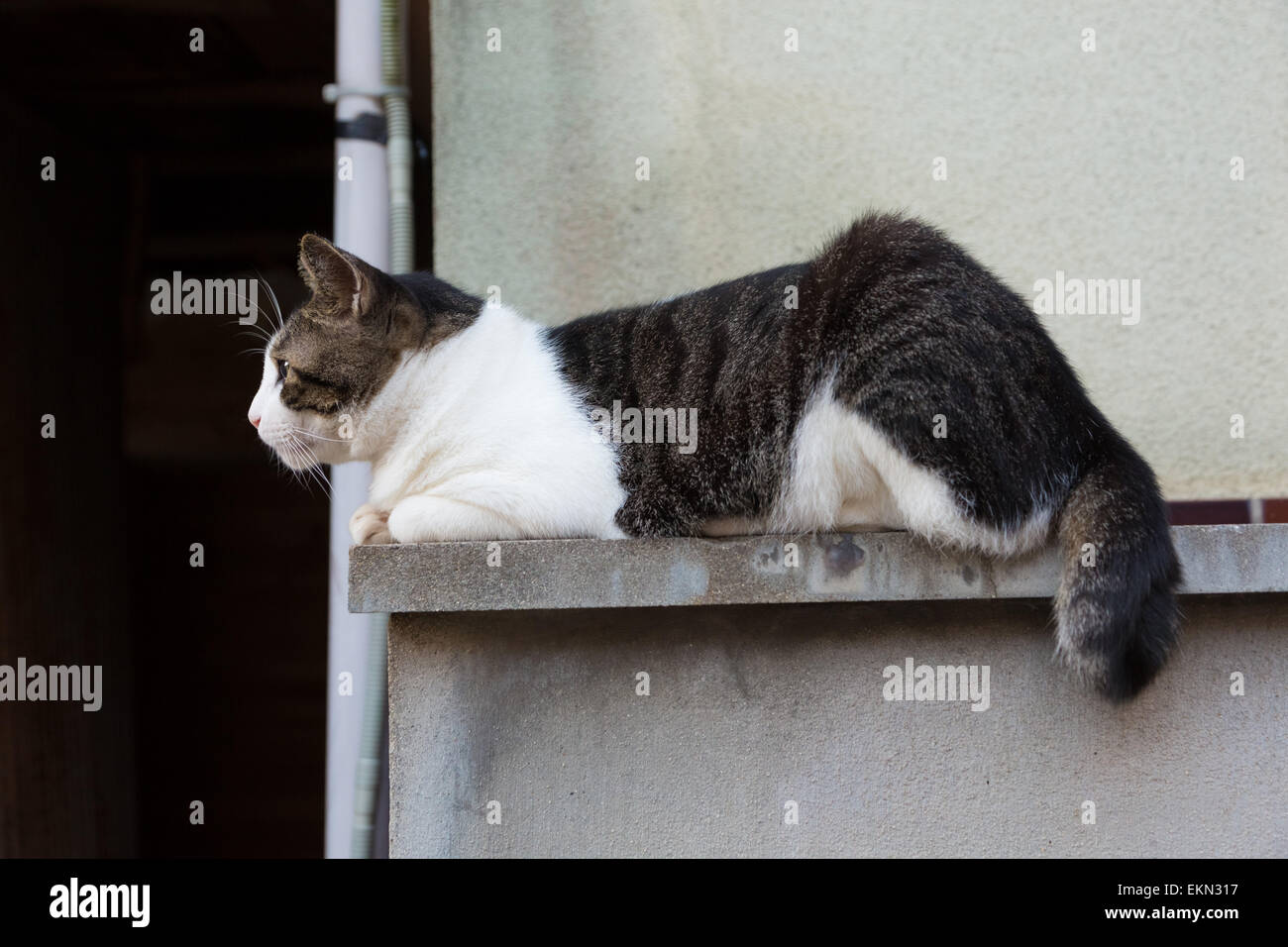 Streunende Katze Stockfoto