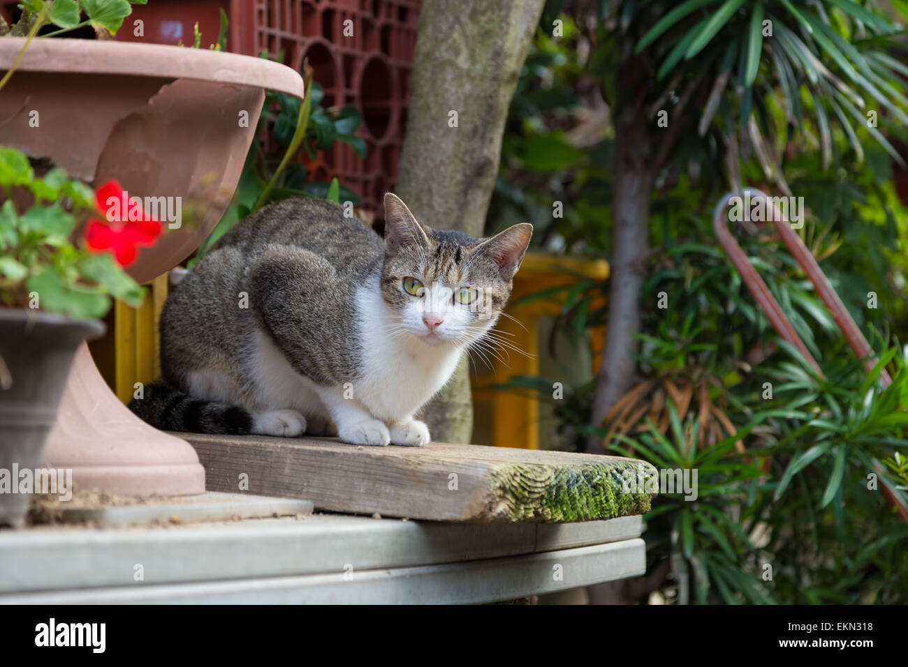Streunende Katze Stockfoto