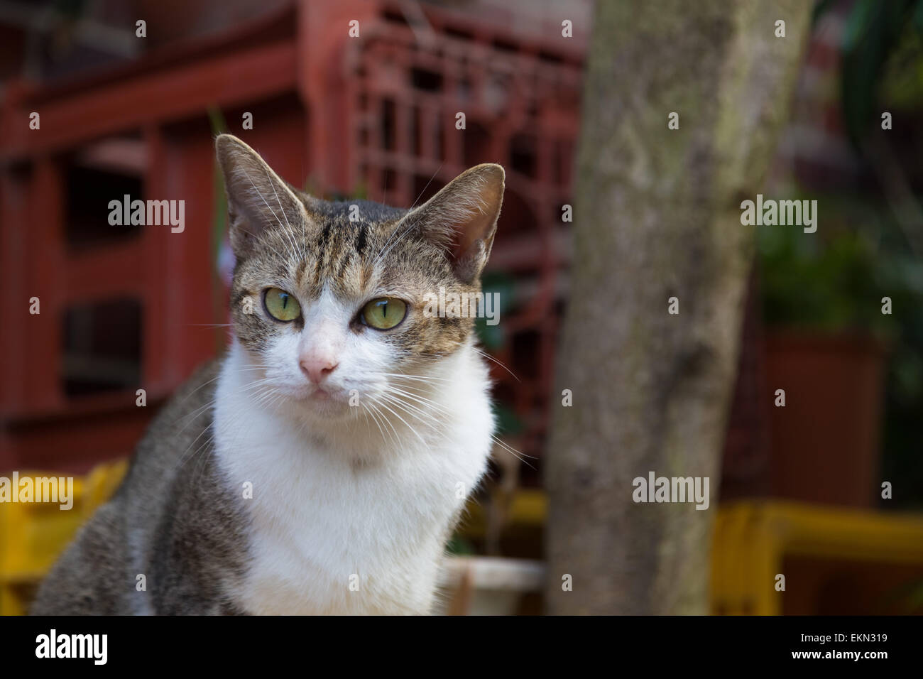 Streunende Katze Stockfoto