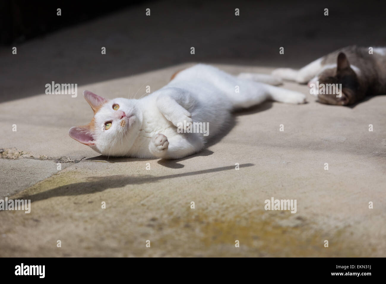 Streunende Katzen Stockfoto