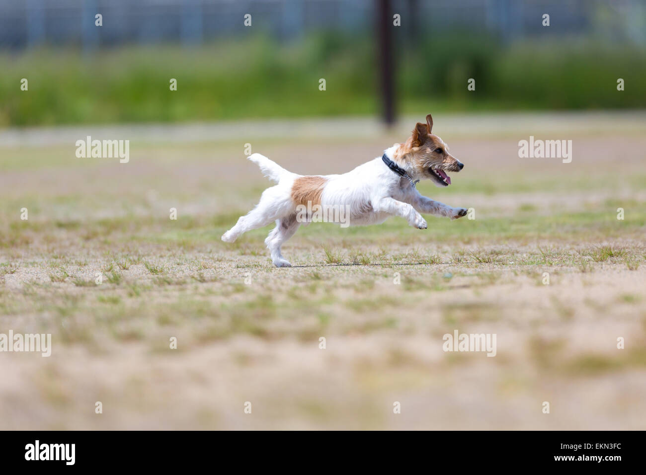 Jack Russell Terrier Stockfoto