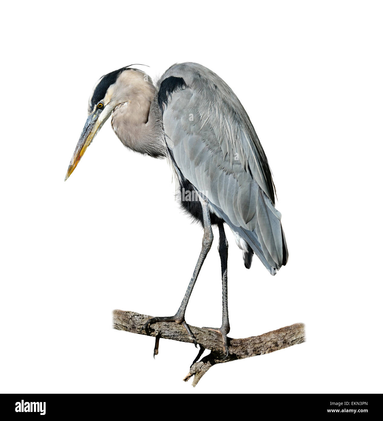 Great Blue Heron Stockfoto