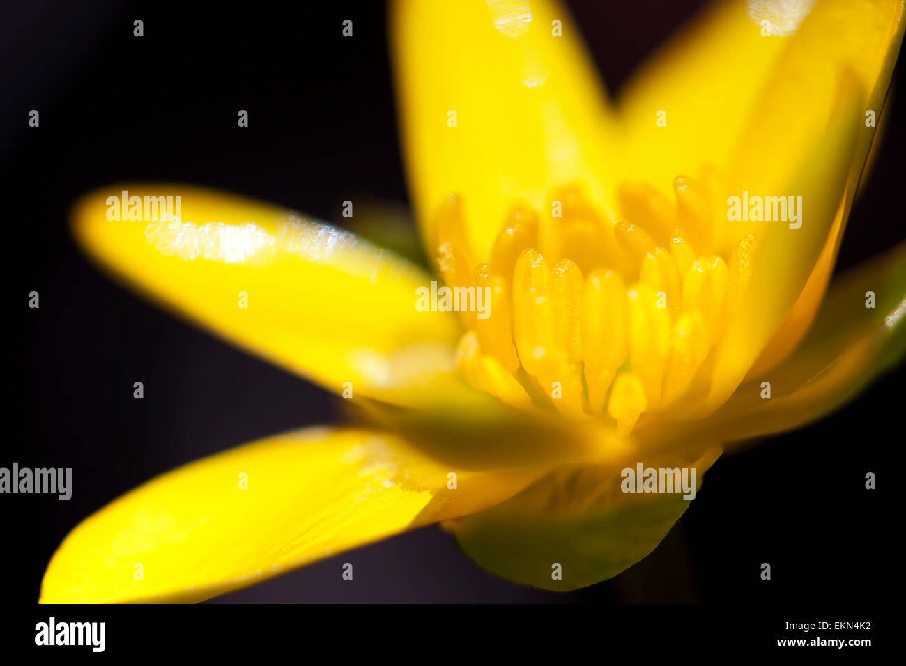 Gelbe Marsh Marigold Stockfoto