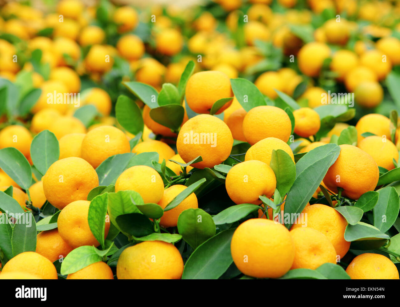 Mandarin für Chinese New Year Stockfoto