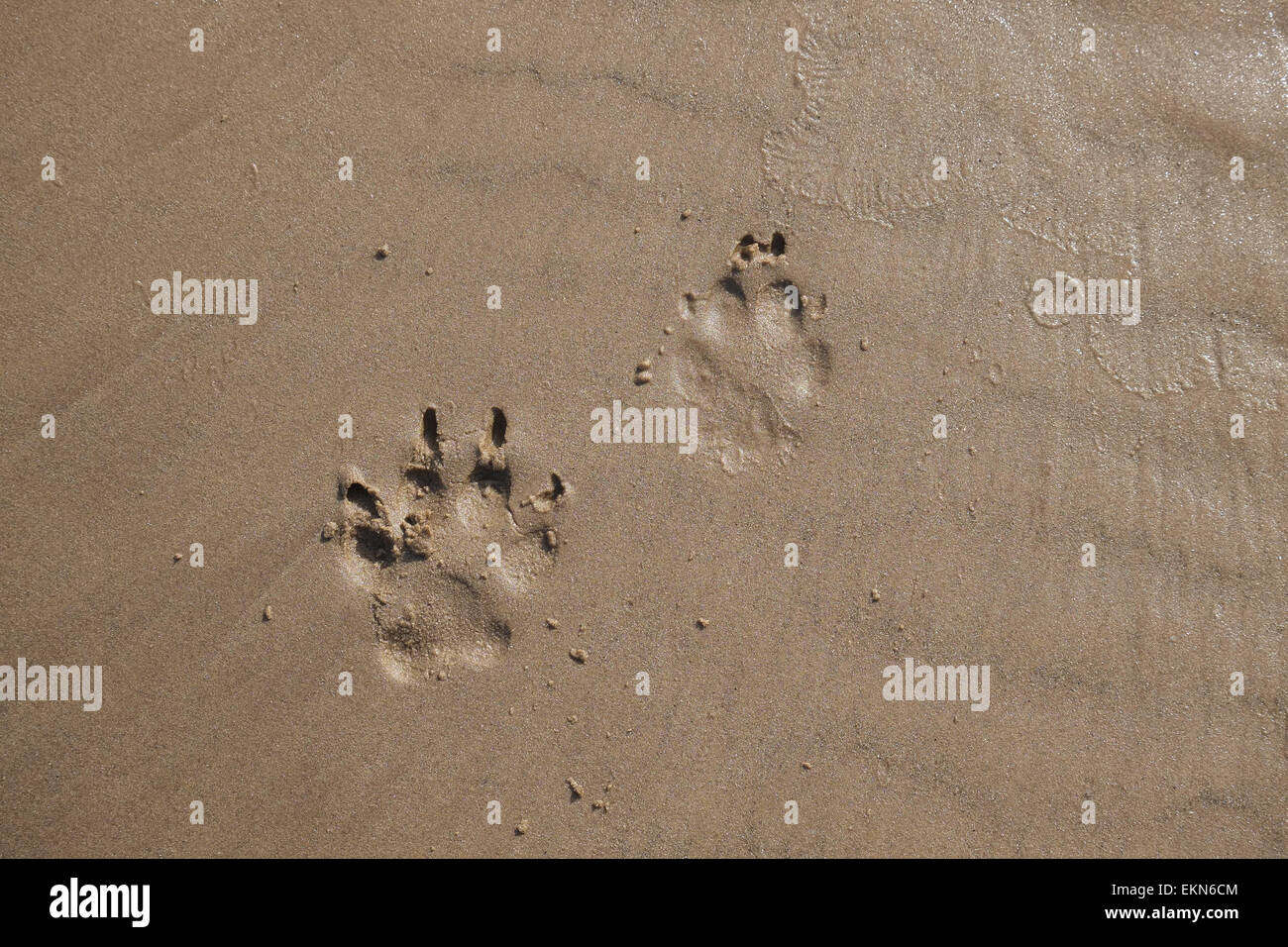 Hund-Fußspuren im nassen Sand am Strand bei Ebbe. Stockfoto