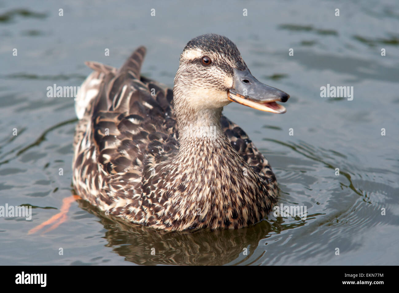 wilde Ente schwimmend auf dem Wasser Stockfoto