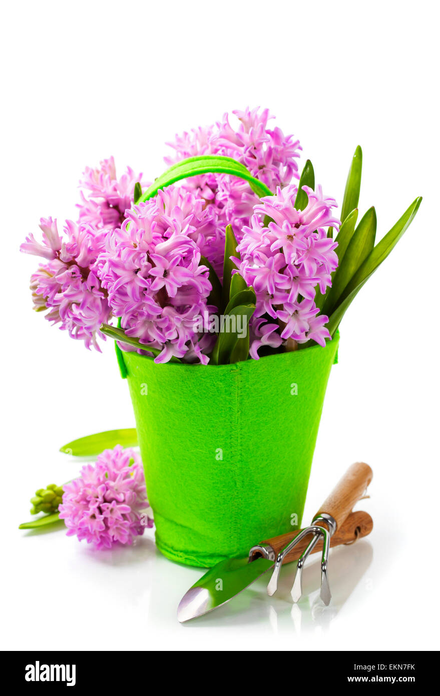 Schöne Hyazinthen und Gartenwerkzeuge Stockfoto