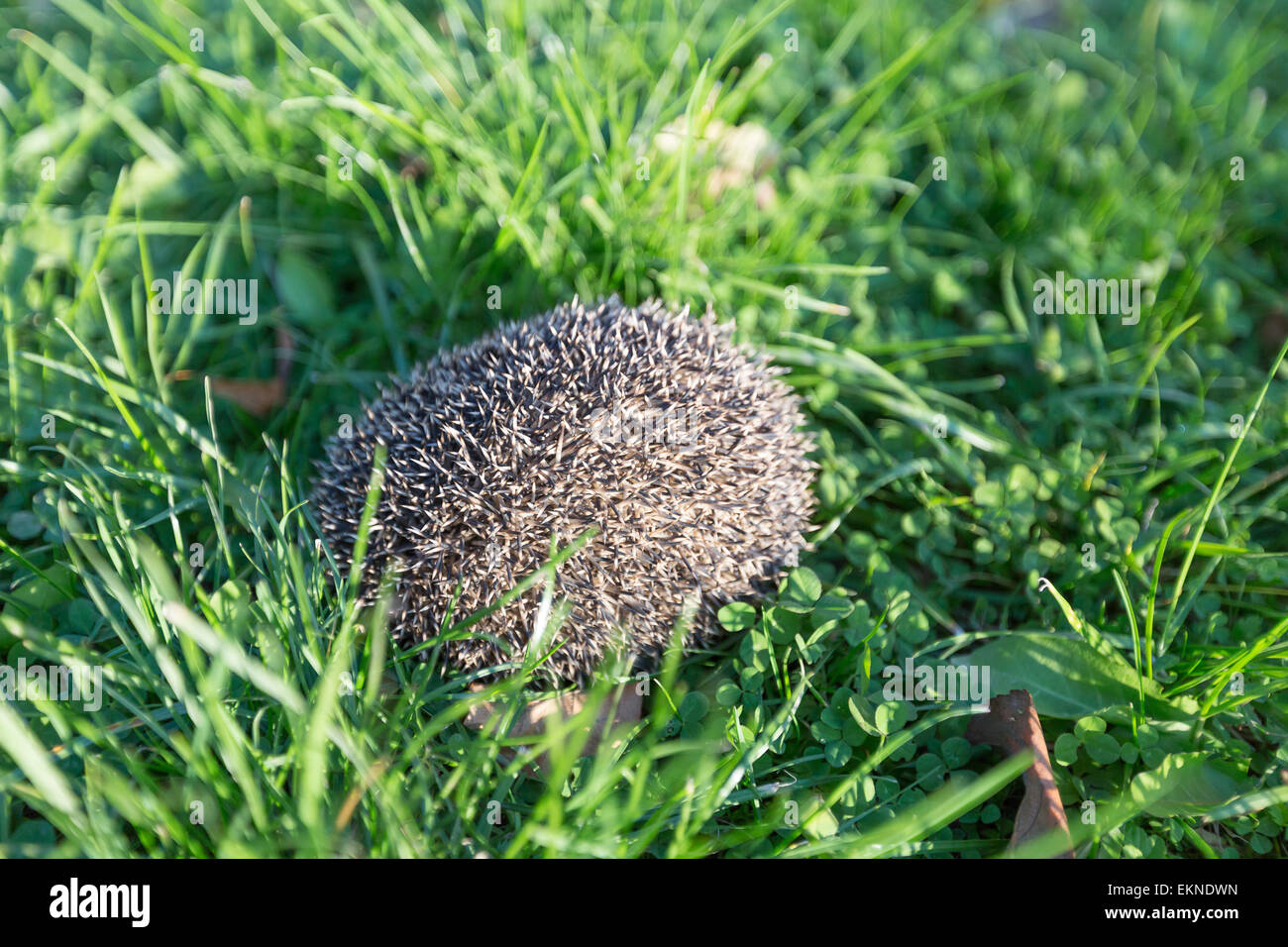 Stachelig der igel Fotos und Bildmaterial in hoher Auflösung Alamy