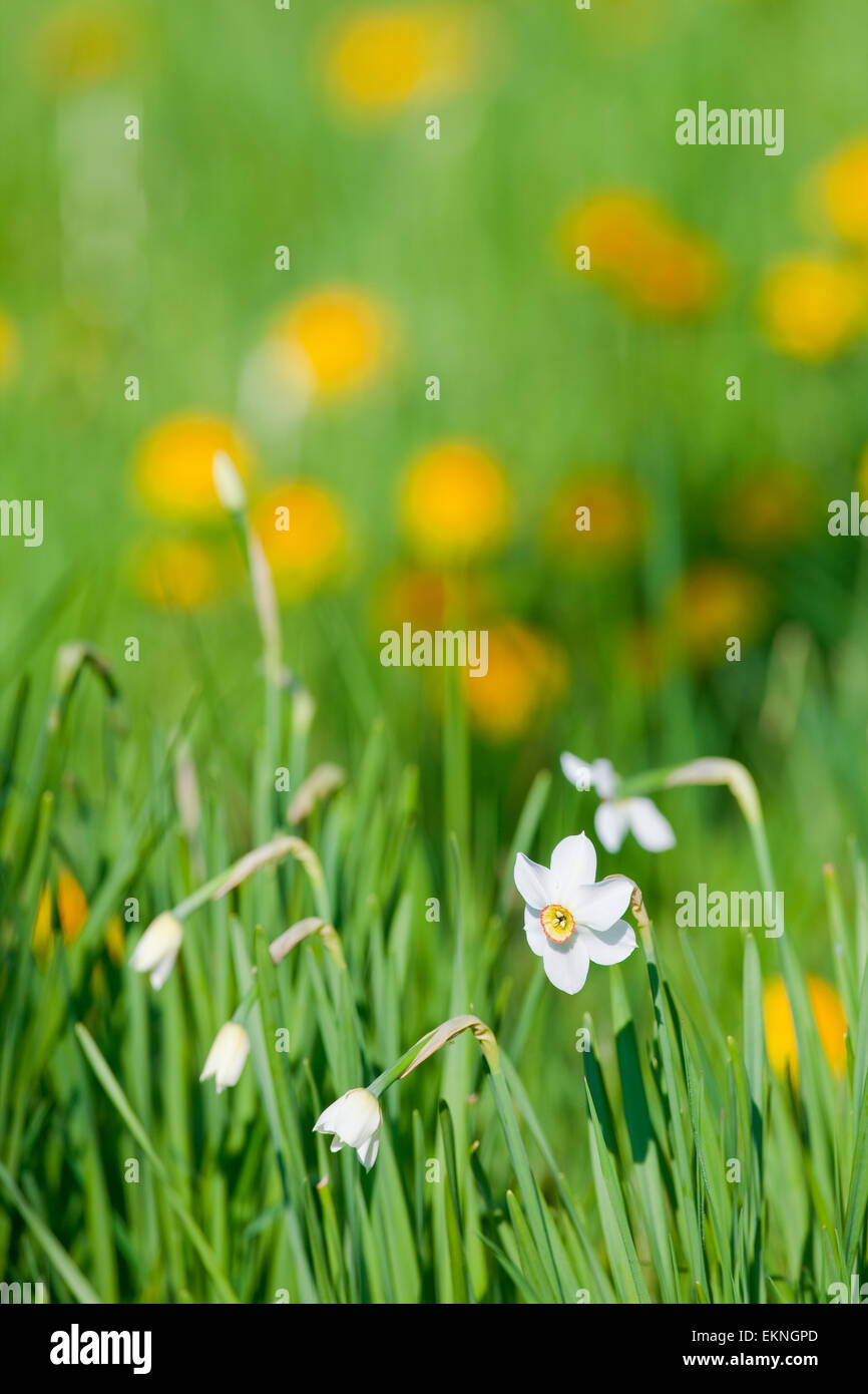 wilde Blumen Stockfoto