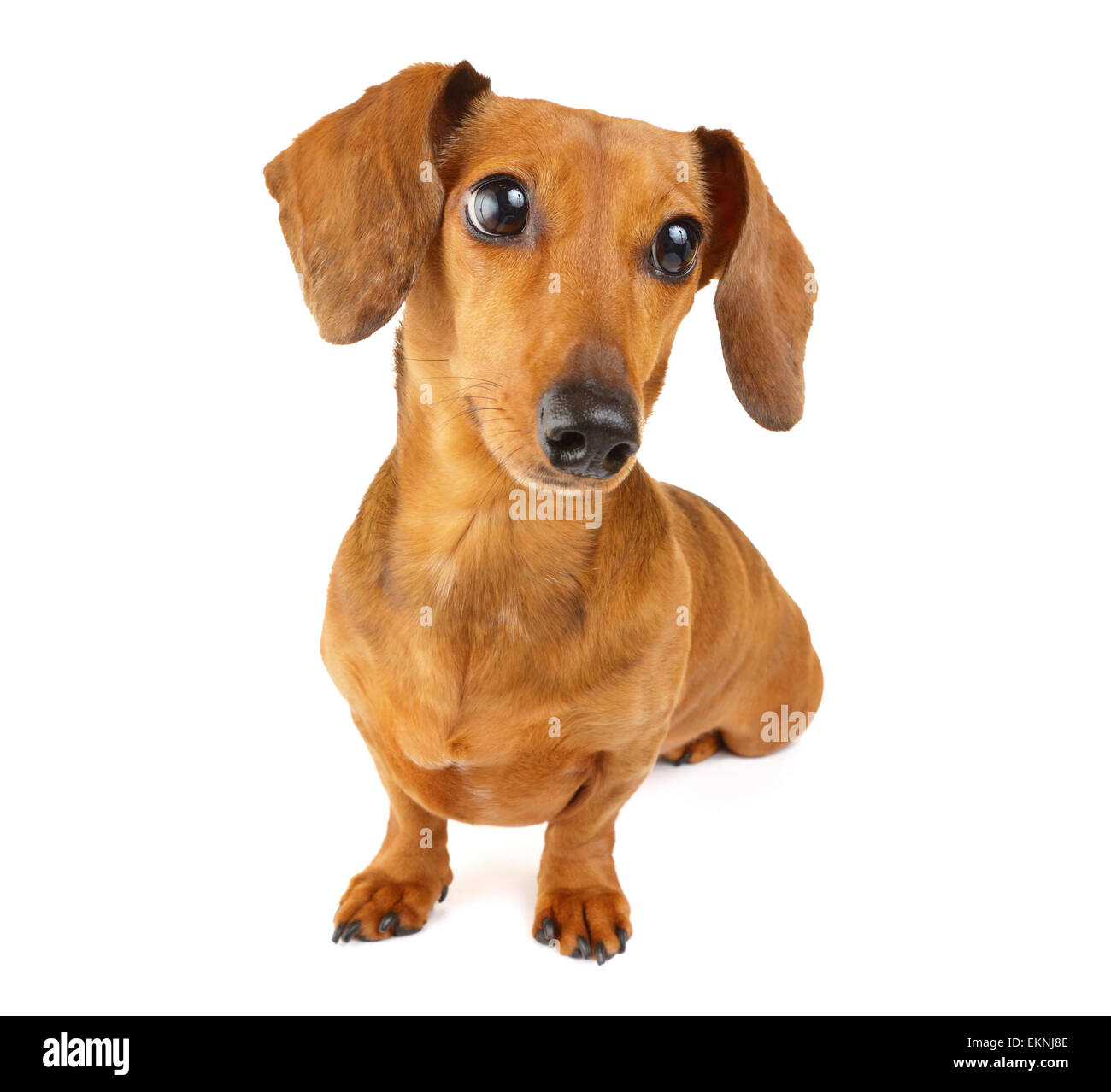 Braune Dackel Hund isoliert auf weißem Hintergrund Stockfoto