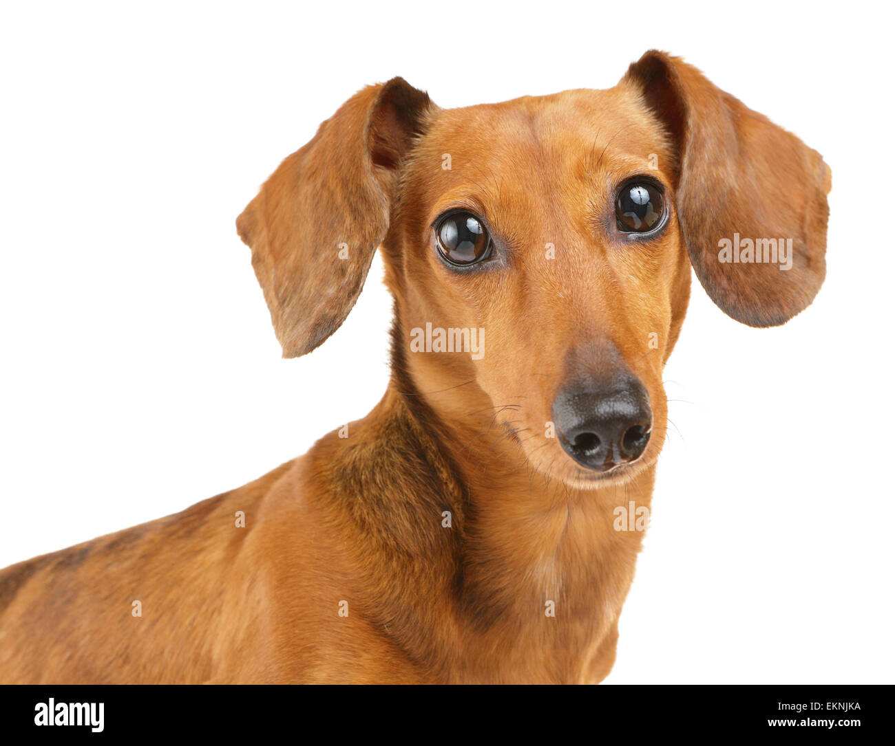 Braune Dackel Hund isoliert auf weißem Hintergrund Stockfoto