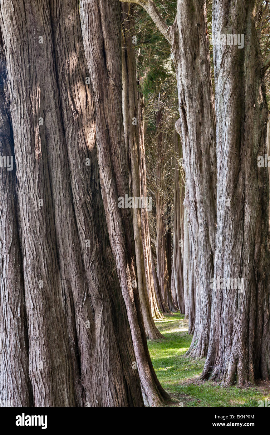 Plas Newydd, Anglesey, Wales, UK. Eine Allee von Zedernbäume in den Gärten Stockfoto