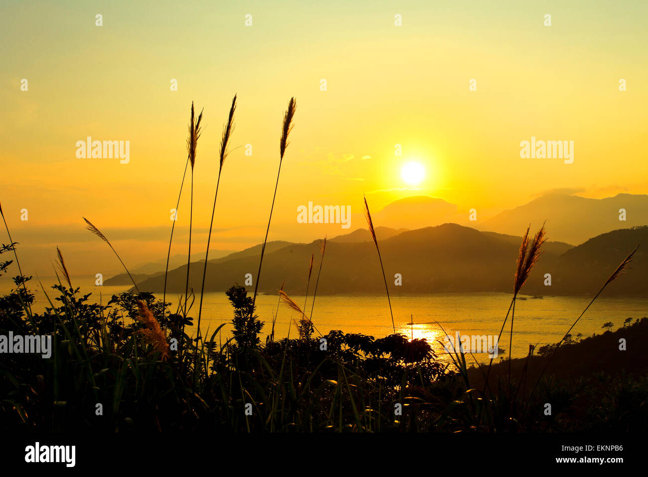 Gräser bei Sonnenuntergang Stockfoto
