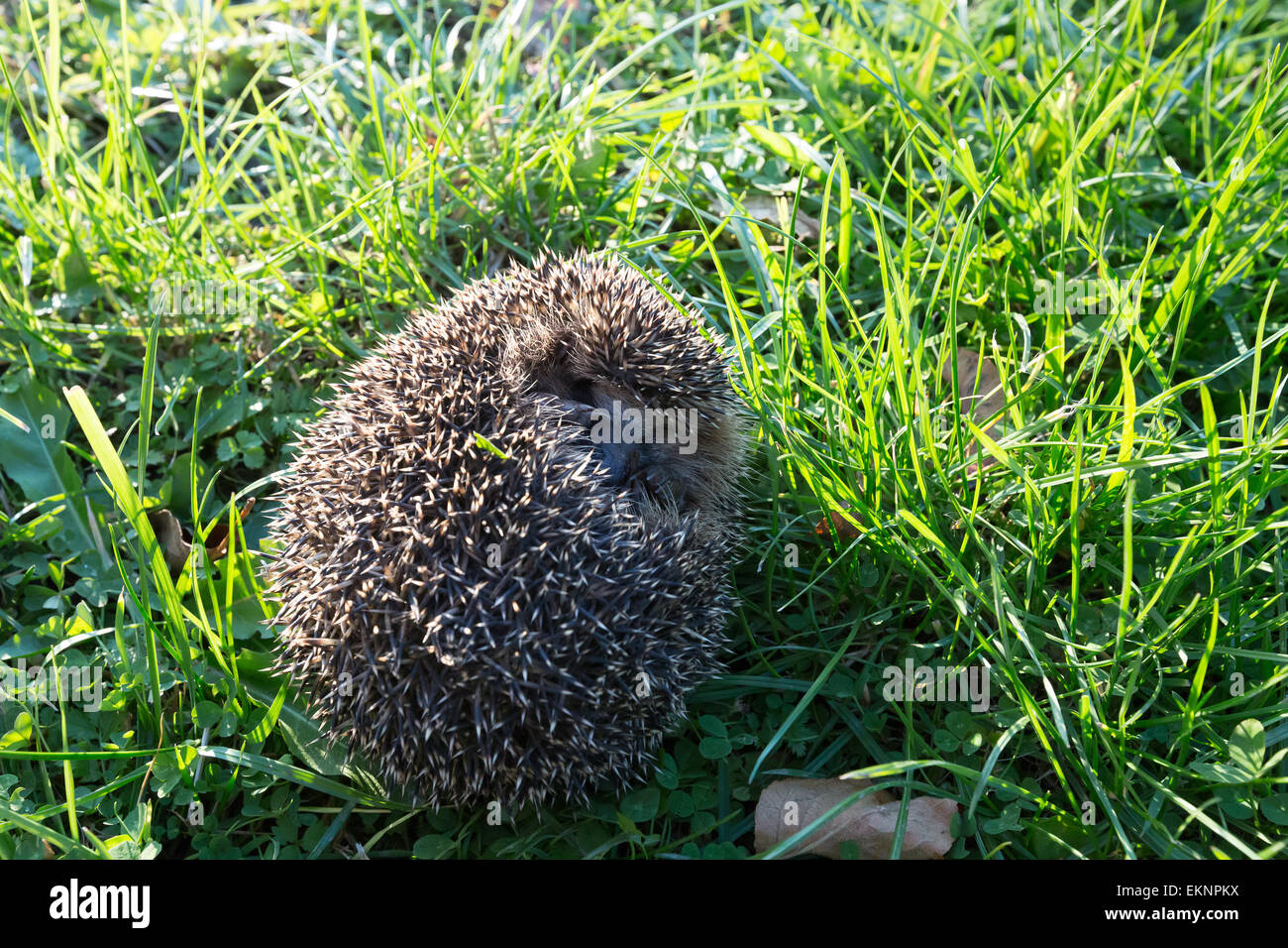 Kleiner Igel Stockfoto