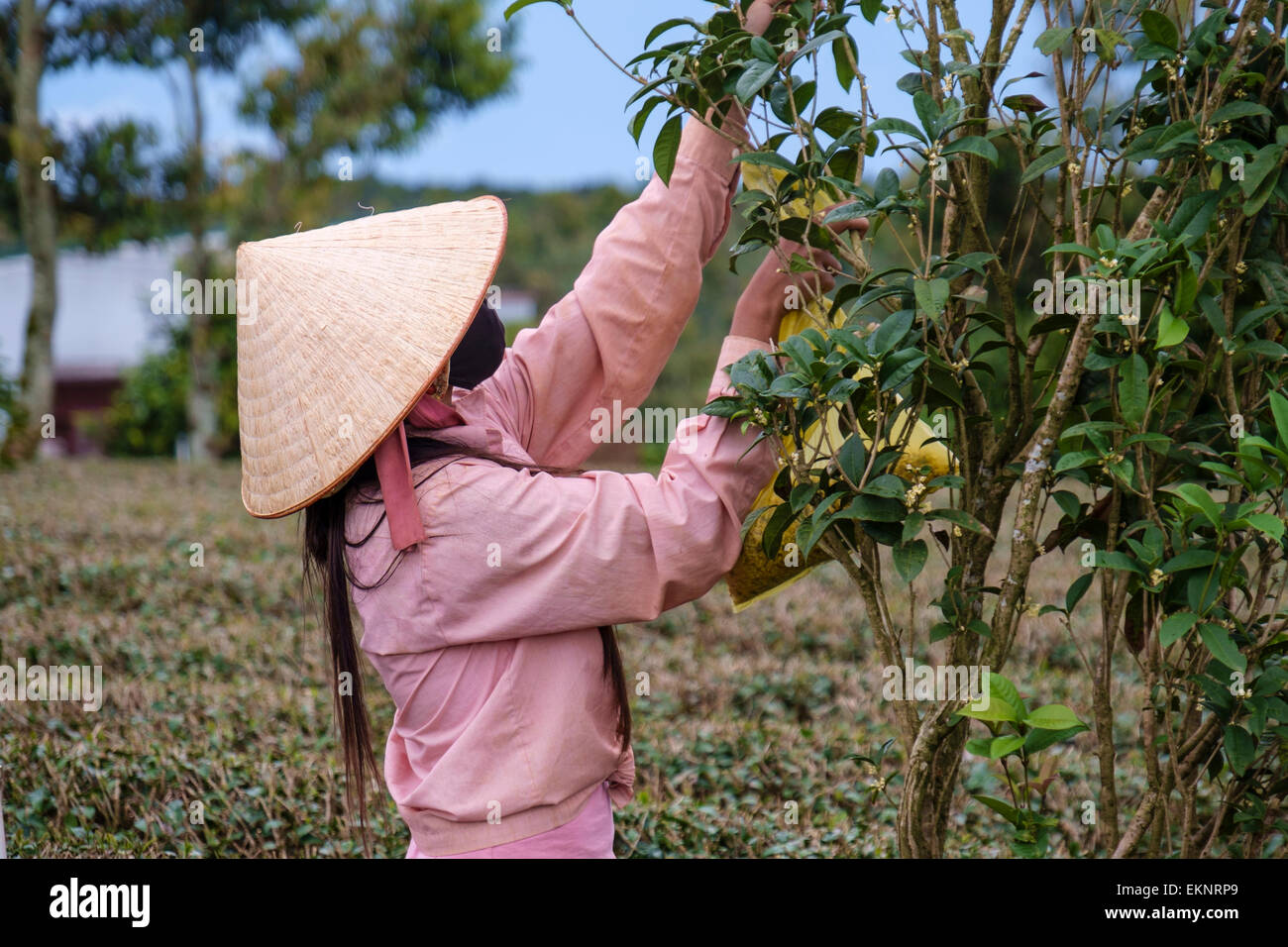 Tee-Picker, Bao Loc, Lam Dong Province, Vietnam Stockfoto