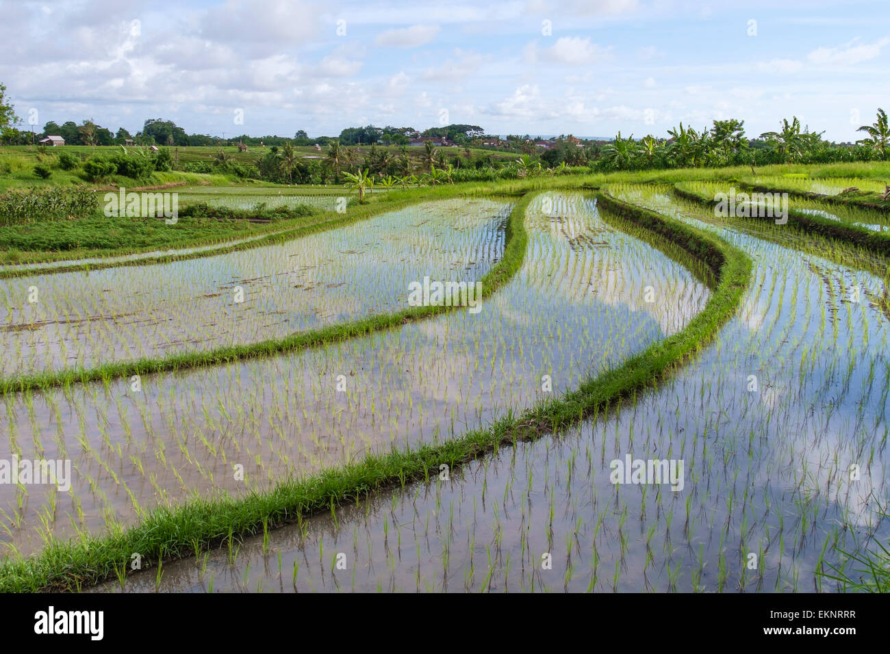 Rice Field, Canggu, Bali, Indonesien Stockfoto