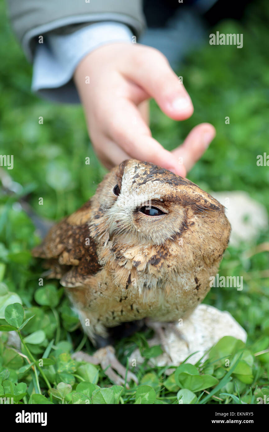 Hand eines Kindes sanft streicheln, einer kleinen Sunda Zwergohreule Eule, Otus Lempiji, auf einem Stein in der Wiese Stockfoto