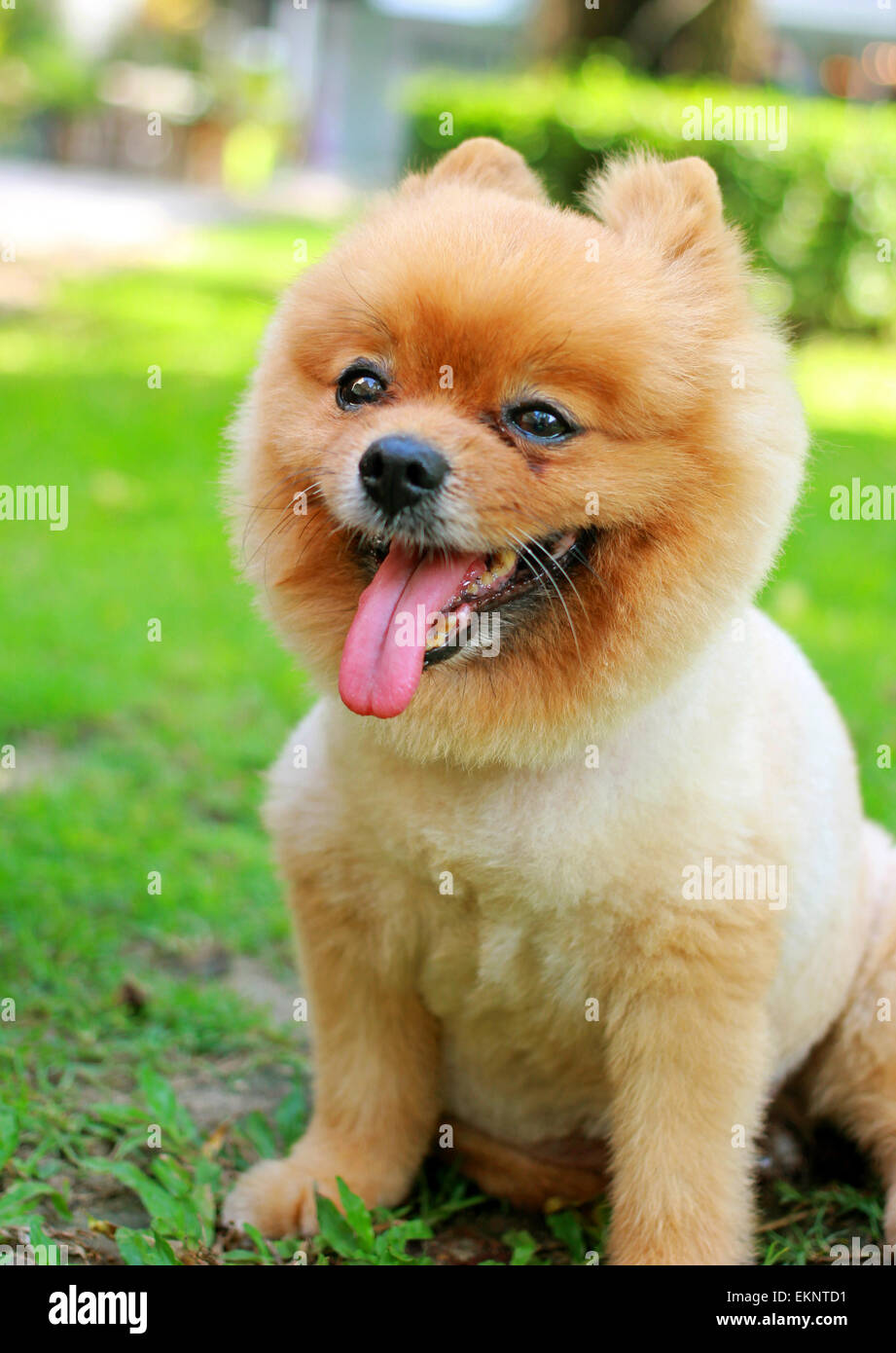 Niedlichen Pommerschen Hund im Garten Stockfoto