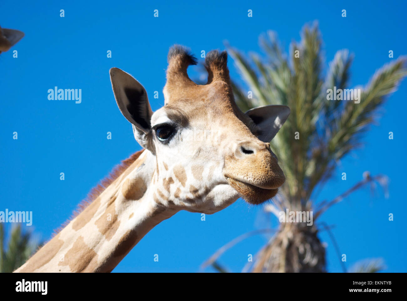 Giraffe Stockfoto