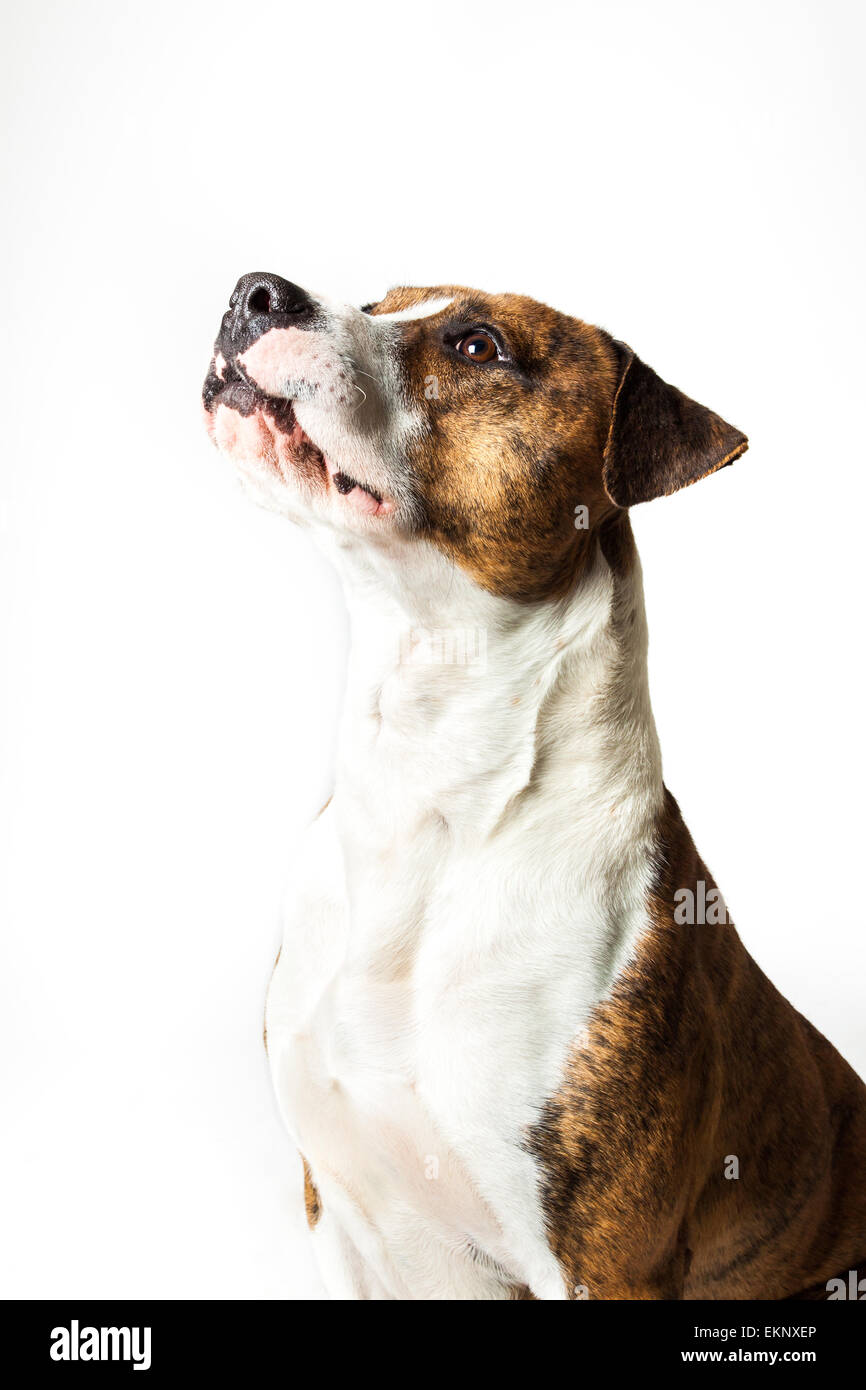 Staffordshire terrier sitzen -Fotos und -Bildmaterial in hoher Auflösung –  Alamy