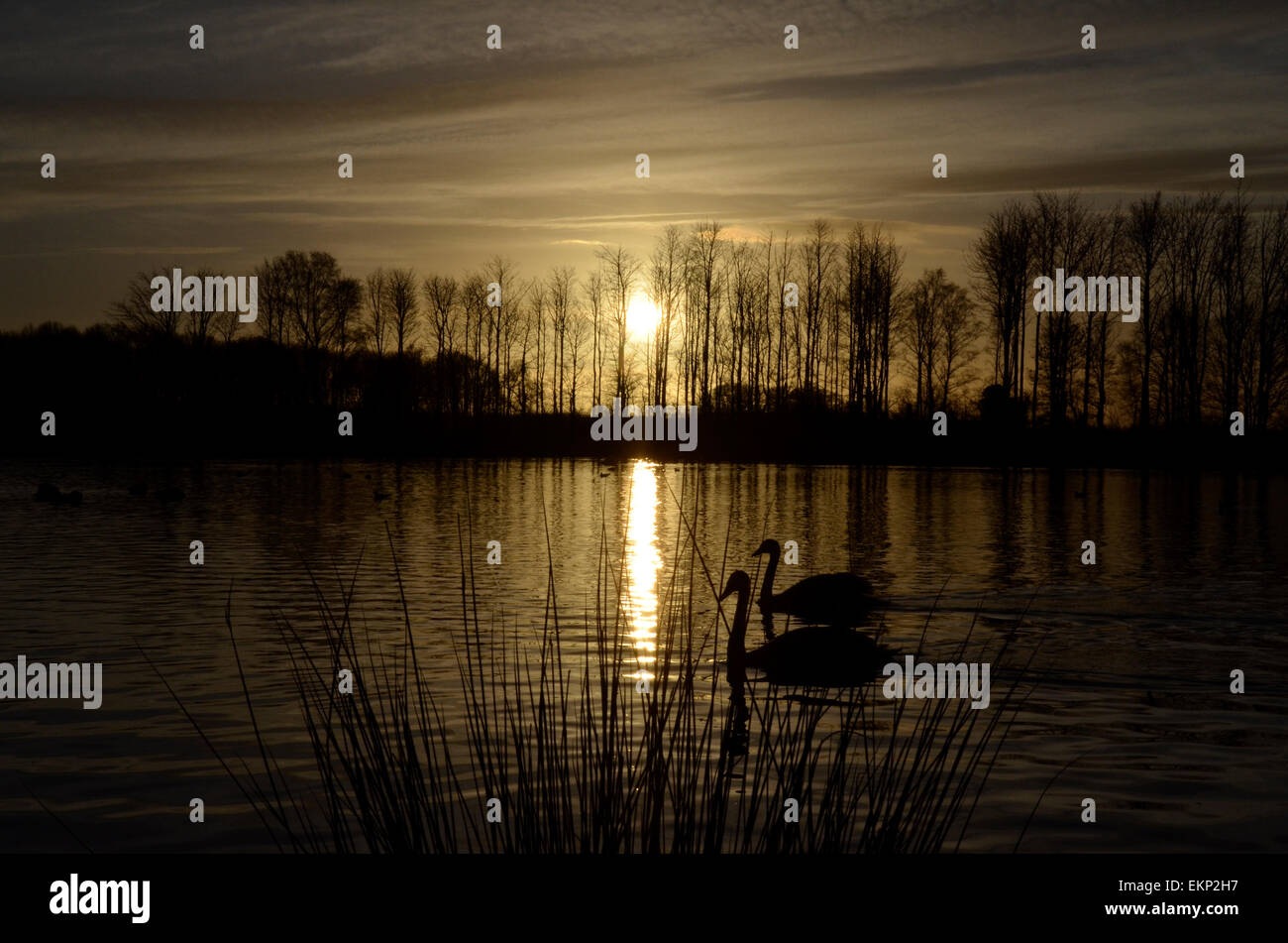 Schwäne schwimmen unter einem Winter Sonnenuntergang in Hardwick Park, ein Landschaftspark in der Nähe des Dorfes Sedgefield im County Durham, England. Stockfoto