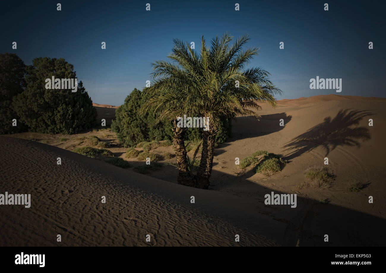 Palmen am einsamen Reise in der Nähe von Merzouga in Erg Chebbi in Marokko. Stockfoto