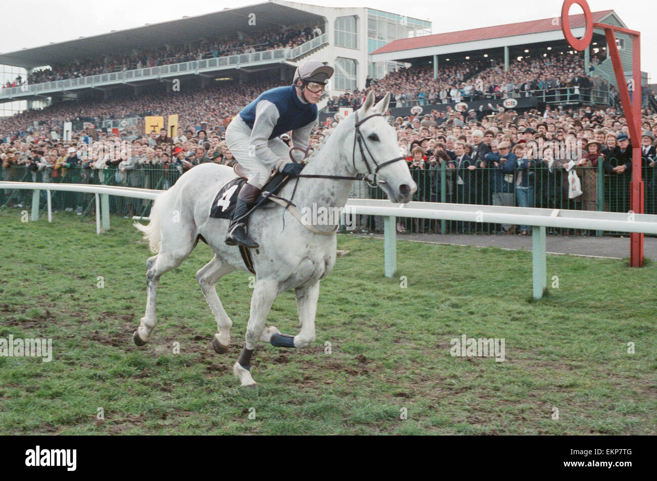 3. in den 1990 Cheltenham Gold Cup Abgang Wüste Orchidee und Richard Dunwoody. Donnerstag, 15. März 1990 Stockfoto