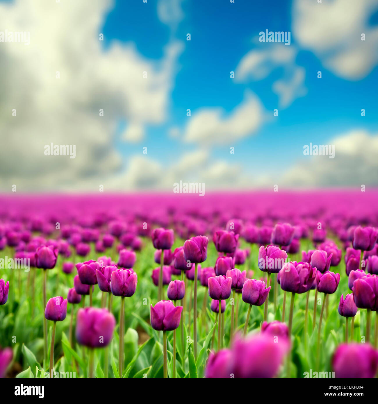 Frühlings-Tulpen Stockfoto