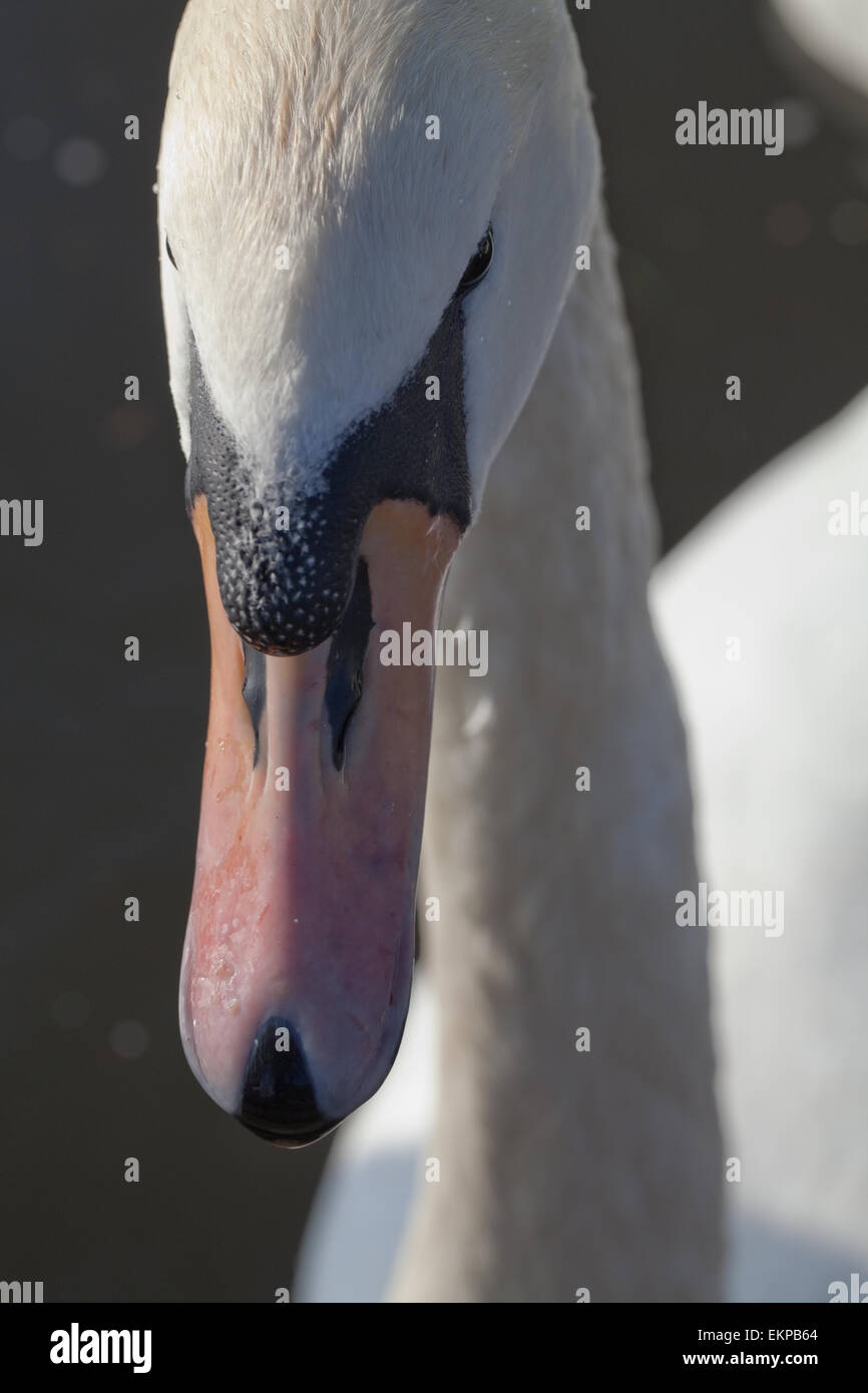 Höckerschwan (Cygnus Olor). Porträt. Kopf. Bill zeigt regelmäßg und Neb. Stockfoto